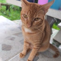 แอบอยากกินบนคอนโด (ฟรีไข่ทุกเมนู) Cmgardencondo ตึก C