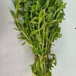 ผักแขยง