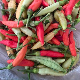 พริกกะเหรี่ยง