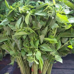 ใบแมงลัก