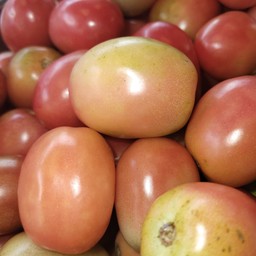 มะเขือเทศสีดา