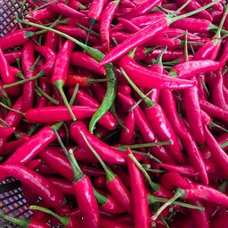 พริกจินดาแดง