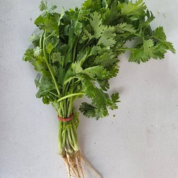 ผักชีไทย
