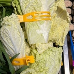 ผักกาดขาว