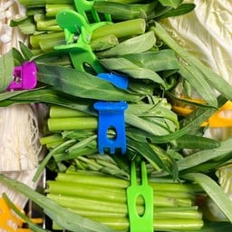 ผักบุ้ง