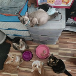 อาหารหมดคาบหนูมาใส่จาน