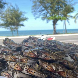 ปูม้า ยำฟรี