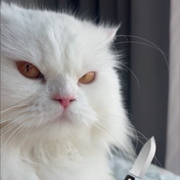 ติปผู้ช่วยเชฟ