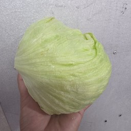 ผักกาดแก้ว