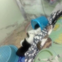 ร้านอาหารตามสั่งคุณแอม