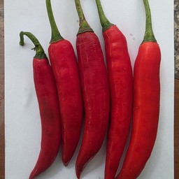 พริกชี้ฟ้าแดง