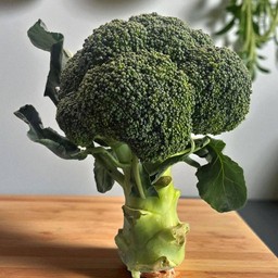 บรอกโคลี