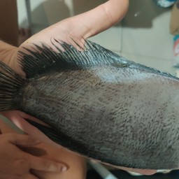 ปลาสลิดทอด