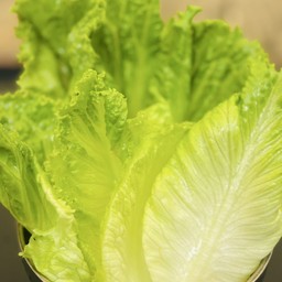 ผักกะหอม