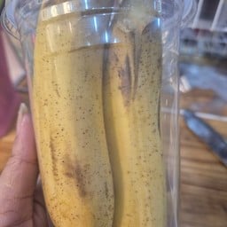 ปังนมสด พรานนก