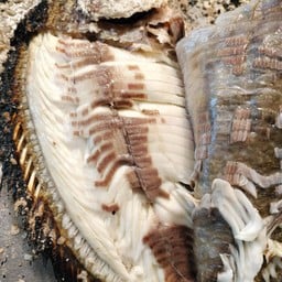 เมี่ยงปลาอบโอ่ง