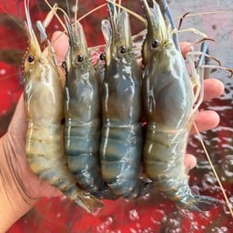 นะโม กุ้งเผา กุ้งเป็นลพบุรี  หน้าตลาดนัดโคกม่วง