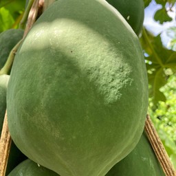 มะละกอดิบ