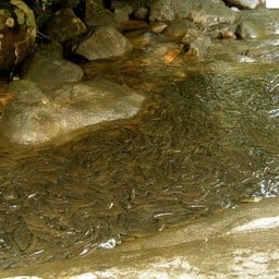 อุทยานแห่งชาติเขาชะเมา-เขาวง