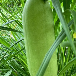 ฟักแก่  ปลูกสวนครัว