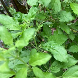 ใบกระเพรา