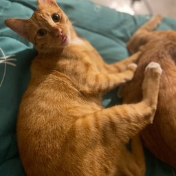 ไทเกอร์ (คนโตของบ้าน) 😻