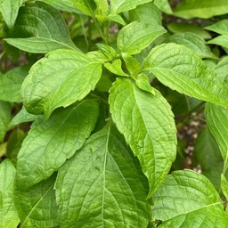 ใบยี่หร่า