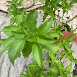 ใบแมงลัก