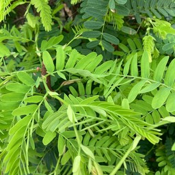 ยอดมะขามอ่อน