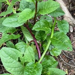 ผักปรัง ยอดเขียว ม่วง