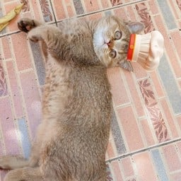 Gen•Z•Croffy (ร้านชา กาแฟและเบเกอรี่) คลอง7