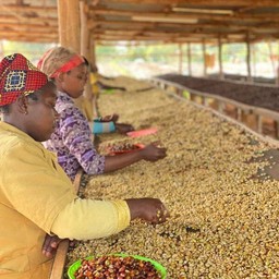 200 g Rubyiniro Hill, Rwanda