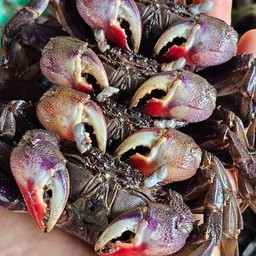 เพิ่มปูจืด