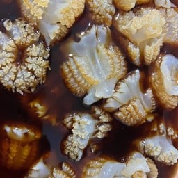 แมงกะพรุนหัวกระสุนดองซีอิ๊ว