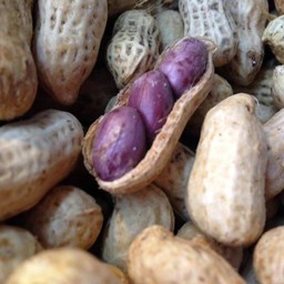 ถั่วตัวอ้วน (ถั่วต้ม ข้าวโพดต้ม มันต้ม ฟักทอง)