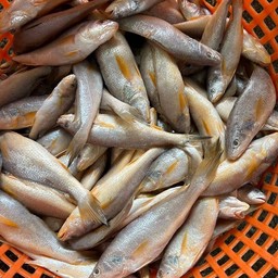 烤 小海鱼ย่างปลากุเลา