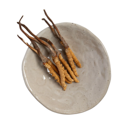 ถั่งเช่าธิเบต 0.286 g.