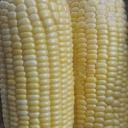 Boiled Corn