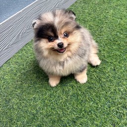 น้องโมจิ (แสนสวย)