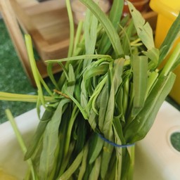 ผักบุ้ง
