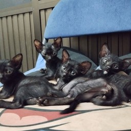 ทิปค่านม4ยอดกุแมว