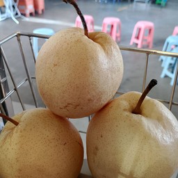 สาลีปั่น