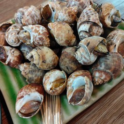 หอยหวานเผา ไซร้กลาง