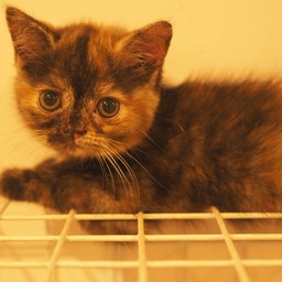 ป้าแม่ค้าตาไม่ค่อยดี ขอความกรุณาถ้าขาดอะไร โทรมาบอกได้นะคะ