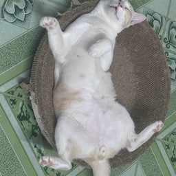 เกี๊ยวเหมียวซัมฟู