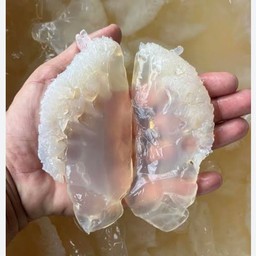 แมงกระพรุนปีกนางฟ้า(น้ำมันงา)