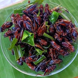 จิ้งหรีด   ทอด !!!