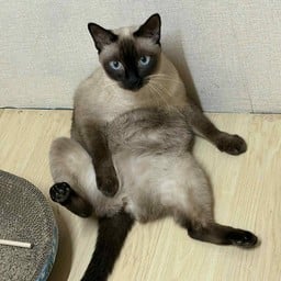 ลองเบิ่งบ่ No.1 อาหารป่า