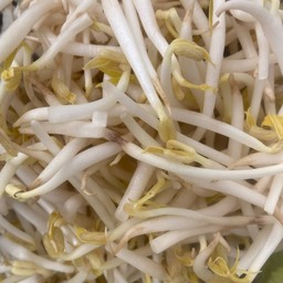 ถั่วงอกสด