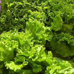 ผักสดตามฤดูการ